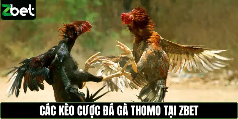 Các kèo cược đá gà Thomo tại Zbet