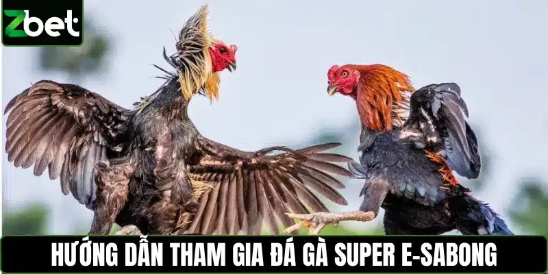 Hướng dẫn tham gia đá gà Super E-Sabong