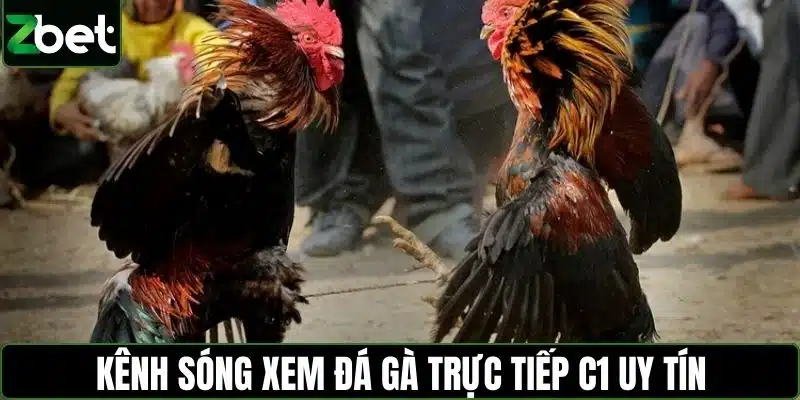 Kênh sóng xem đá gà trực tiếp C1 uy tín