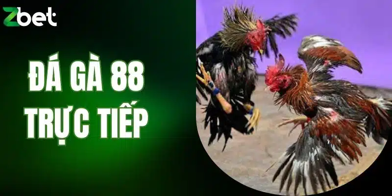 đá gà 88 trực tiếp