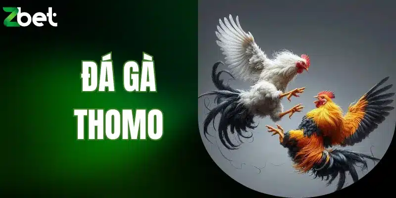 Đá gà Thomo