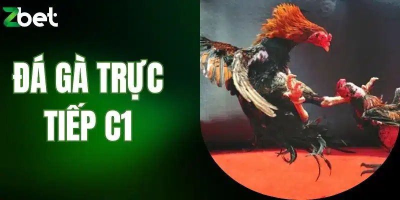 Đá gà trực tiếp C1